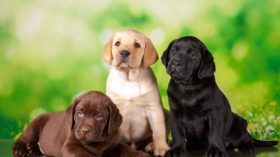 3-chiots-labrador
