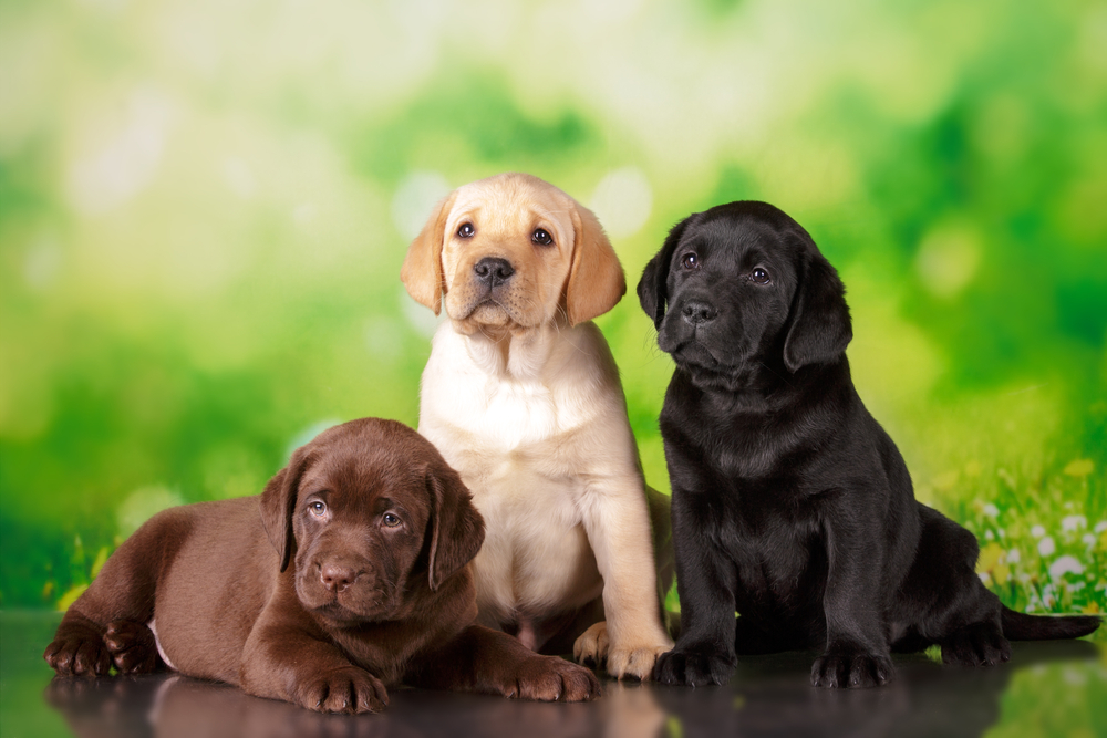 3-chiots-labrador