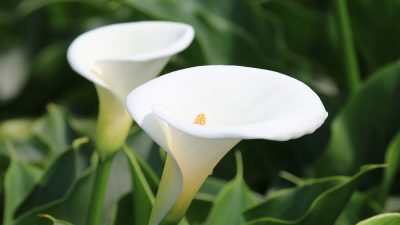 arums-plantes