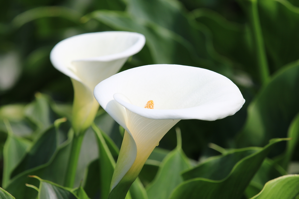 arums-plantes