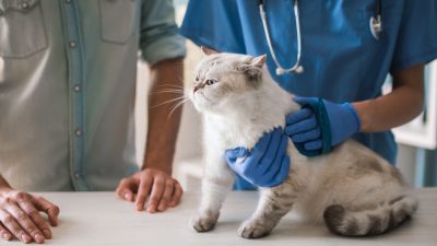 chat-et-veterinaire