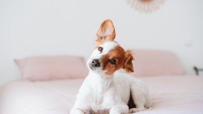 chien-bouge-oirelle