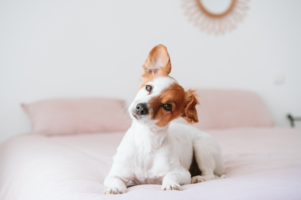 chien-bouge-oirelle