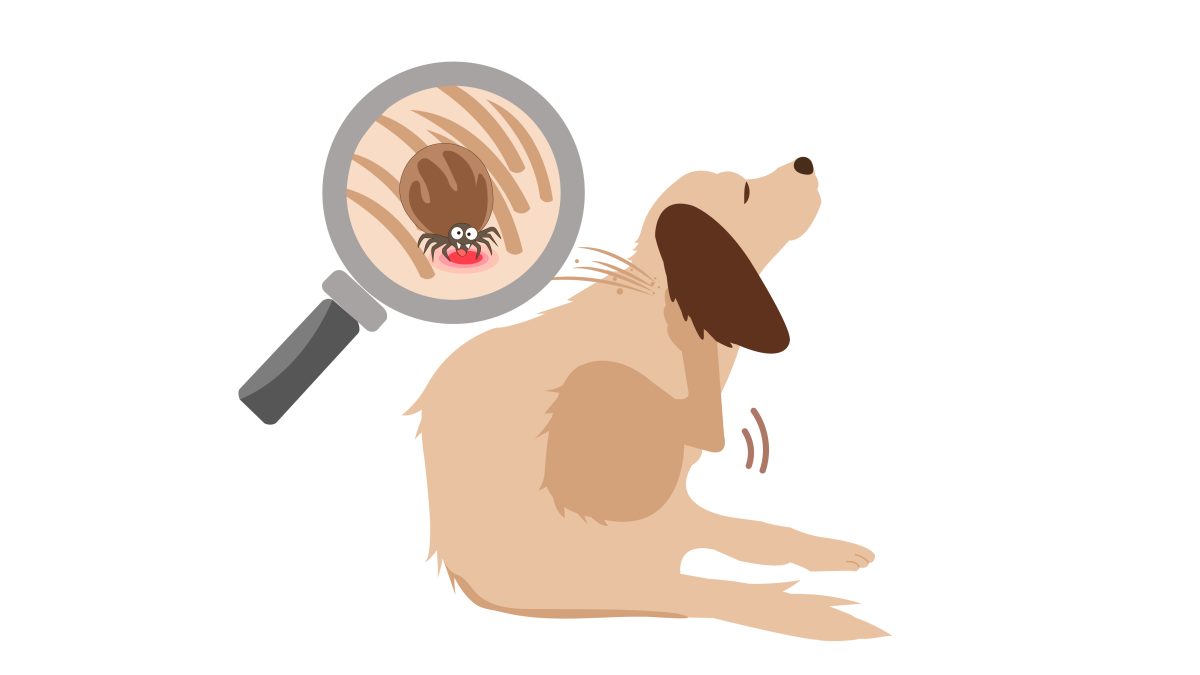 chien-demangeaison-puce