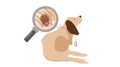 chien-demangeaison-puce