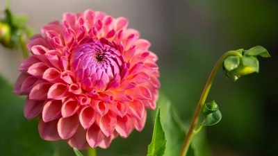 dahlia