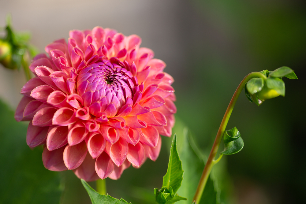 dahlia