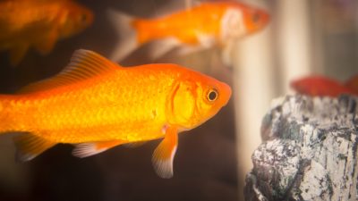 poisson