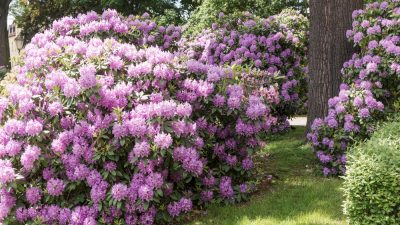 rhododendron