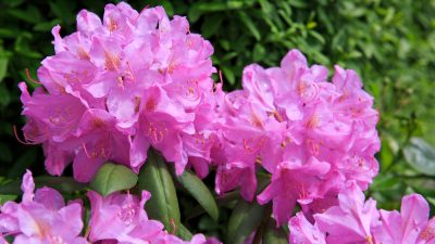 rhododendron-fleurs