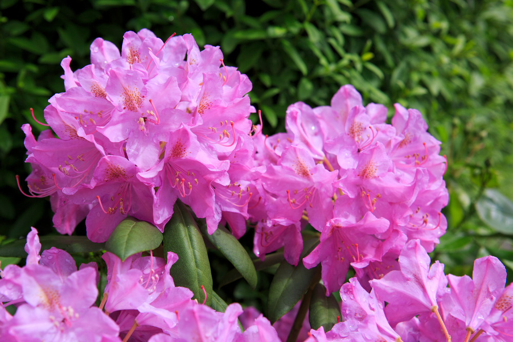 rhododendron-fleurs