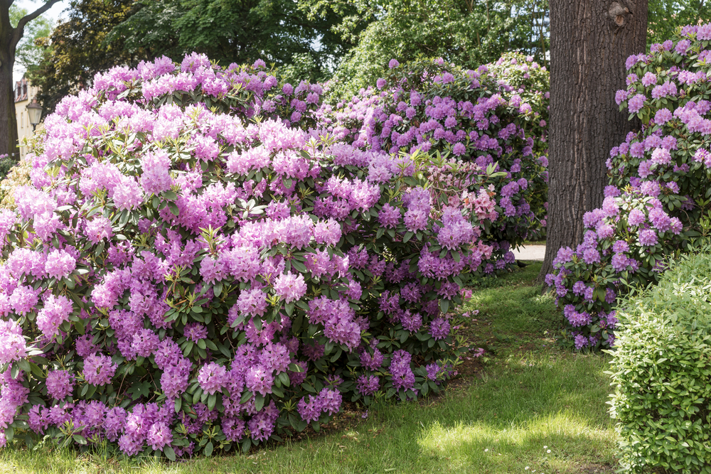rhododendron