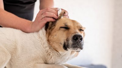 soin-oreille-chien