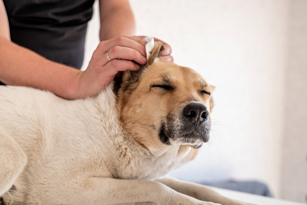 soin-oreille-chien