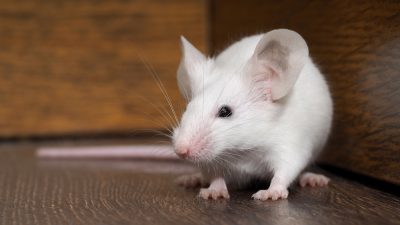souris-blanche