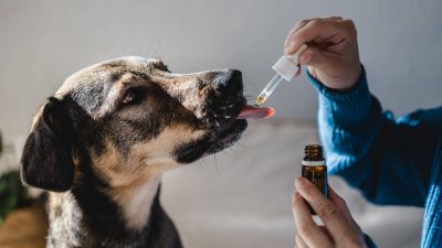 img-recurrents-problemes-chiens-sante-chez